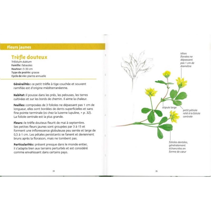 Fleurs des prairies - Les petits livres de la nature