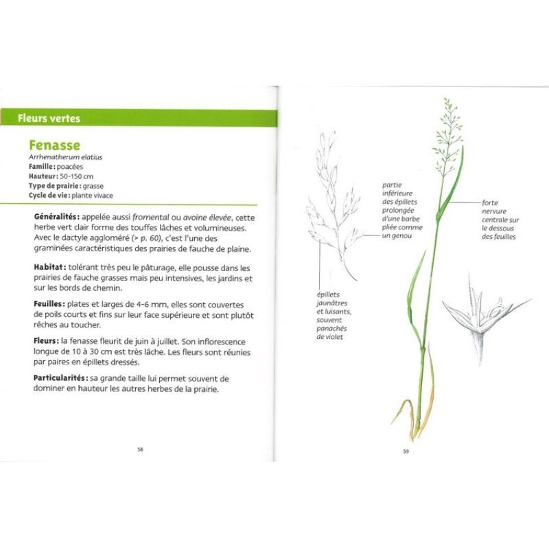 Fleurs des prairies - Les petits livres de la nature