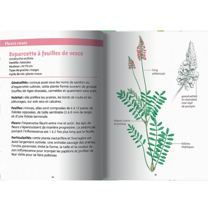 Fleurs des prairies - Les petits livres de la nature
