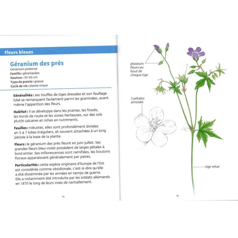 Fleurs des prairies - Les petits livres de la nature