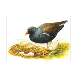 Poule d'eau - Carte d'André Buzin