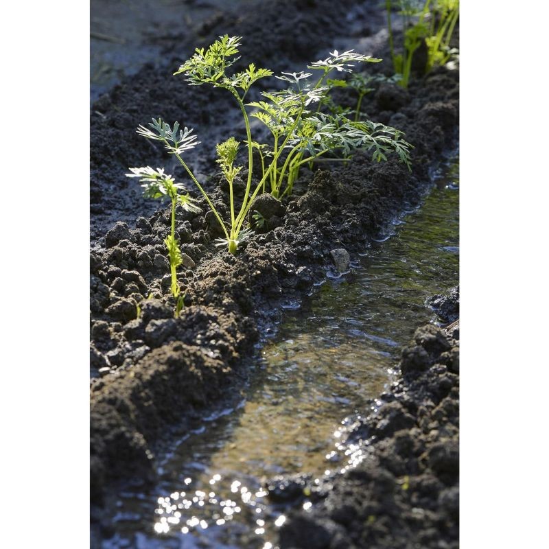 Un potager presque sans eau - Conseils anti-sécheresse pour cultiver avec sobriété Un potager presque sans eau - Conseils anti-sécheresse pour cultiver avec sobriété