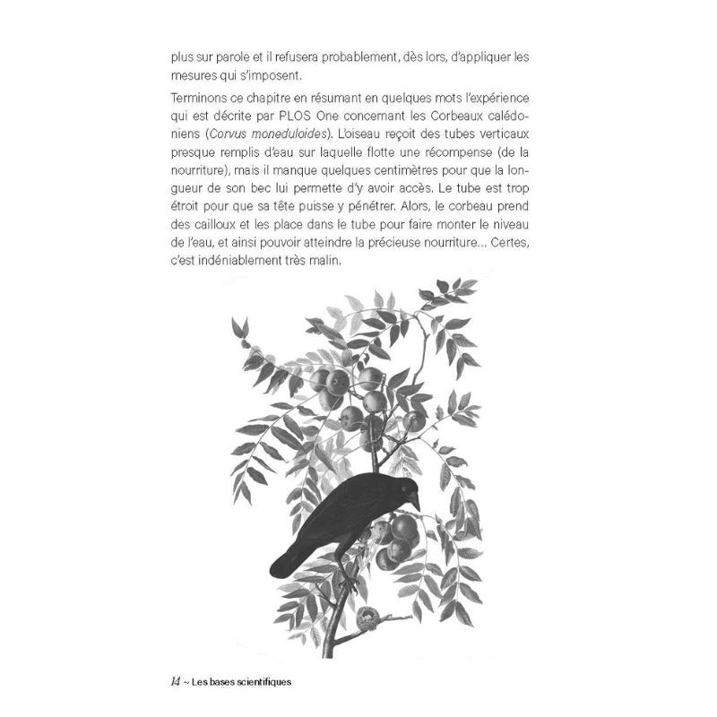 L'intelligence des oiseaux - Entre stratégies collectives & génie individuel L'intelligence des oiseaux - Entre stratégies collectives & génie individuel