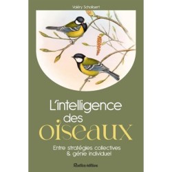 L'intelligence des oiseaux - Entre stratégies collectives & génie individuel