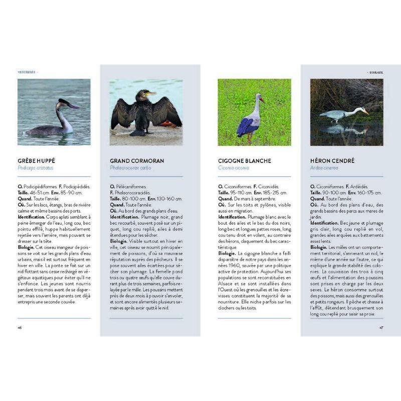 Faune des villes - 300 espèces qui vivent parmi nous