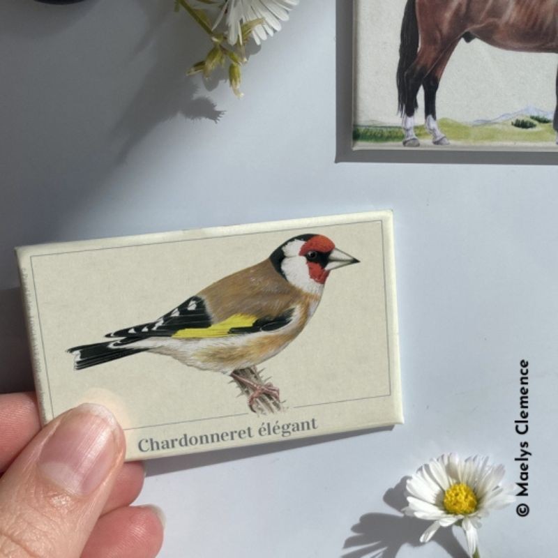 Magnet illustré - Chardonneret élégant - 5,5x8 cm