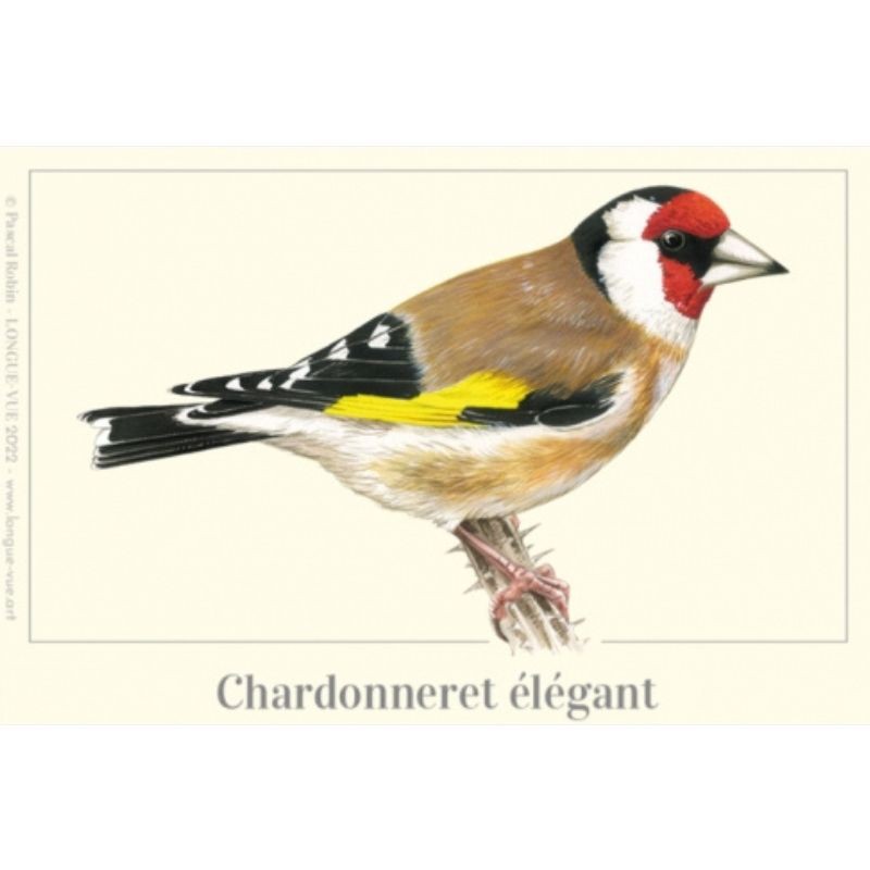 Magnet illustré - Chardonneret élégant - 5,5x8 cm