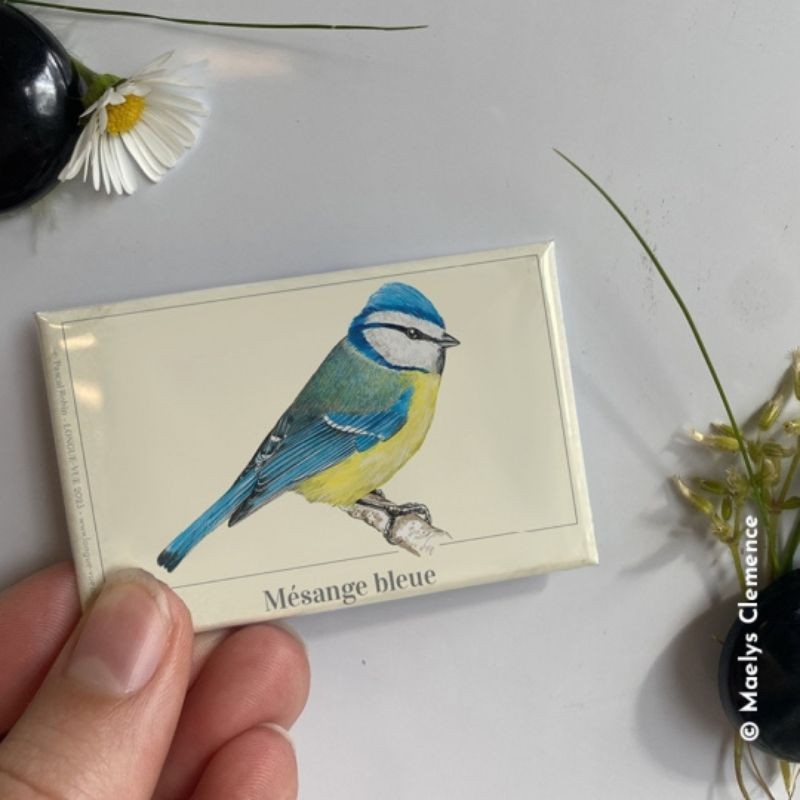 Magnet illustré - Mésange bleue - 5,5x8cm