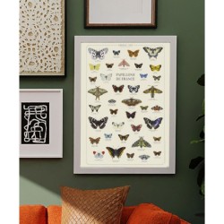 Affiche illustrée - Papillons de France