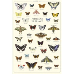 Affiche illustrée - Papillons de France