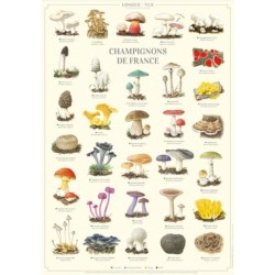Affiche illustrée - Champignons de France