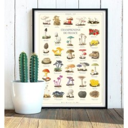 Affiche illustrée - Champignons de France Affiche illustrée - Champignons de France