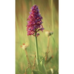Au coeur de la prairie - Rencontre avec un écosystème fascinant et fragile Au coeur de la prairie - Rencontre avec un écosystème fascinant et fragile