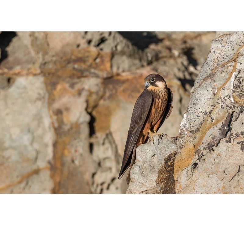 Faucon d'Eléonore - 40x60 cm - Cadre photo - Plexiglas