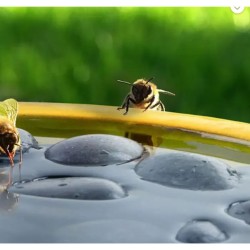 Abreuvoir pour abeilles et papillons Abreuvoir pour abeilles et papillons