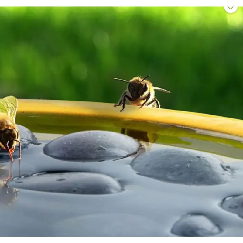 Abreuvoir pour abeilles et papillons Abreuvoir pour abeilles et papillons