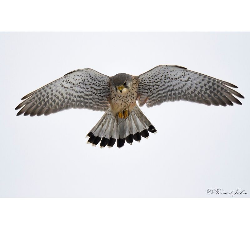 Faucon crécerelle - 40x60 cm - Cadre photo - Plexiglas