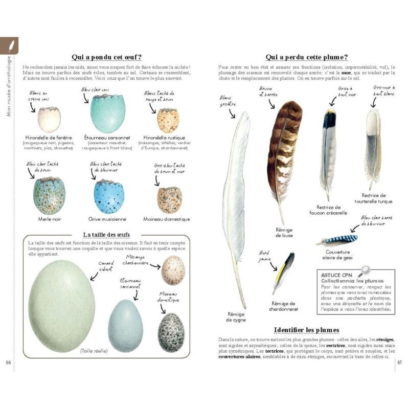 Reconnaître facilement les oiseaux - Petit guide Delachaux Reconnaître facilement les oiseaux - Petit guide Delachaux