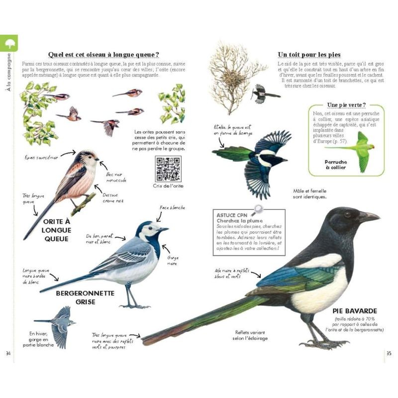 Reconnaître facilement les oiseaux - Petit guide Delachaux Reconnaître facilement les oiseaux - Petit guide Delachaux