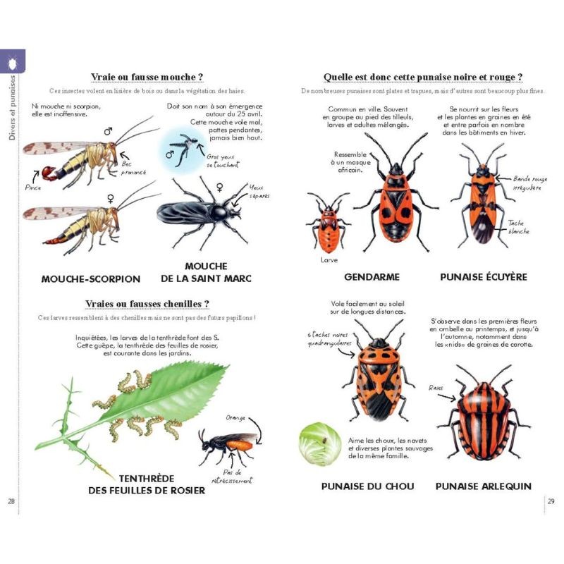 Reconnaître facilement les insectes - Petit guide Delachaux Reconnaître facilement les insectes - Petit guide Delachaux