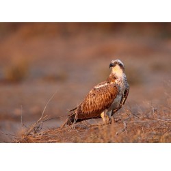 Balbuzard pêcheur - 40x60 cm - Cadre photo - Plexiglas