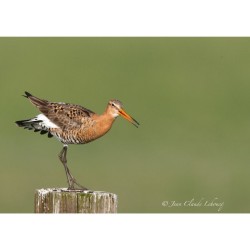 Barge à queue noire - 40x60 cm - Cadre photo - Plexiglas