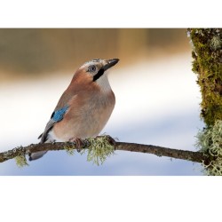 Geai des chênes - 40x60 cm - Cadre photo - Plexiglas