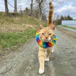 Collerette Birdsbesafe Crayon