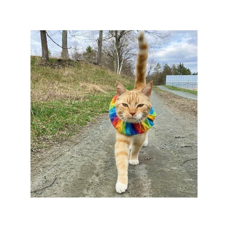 Collerette Birdsbesafe Crayon