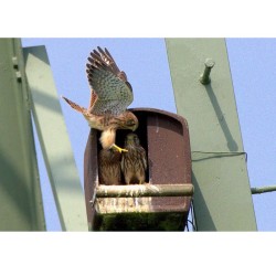 Nichoir n°28 pour Faucon Crécerelle - Béton de bois - Schwegler (251/8)