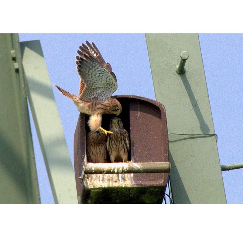 Nichoir n°28 pour Faucon Crécerelle - Béton de bois - Schwegler (251/8)