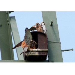 Nichoir n°28 pour Faucon Crécerelle - Béton de bois - Schwegler (251/8)