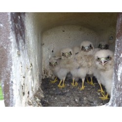 Nichoir n°28 pour Faucon Crécerelle - Béton de bois - Schwegler (251/8)
