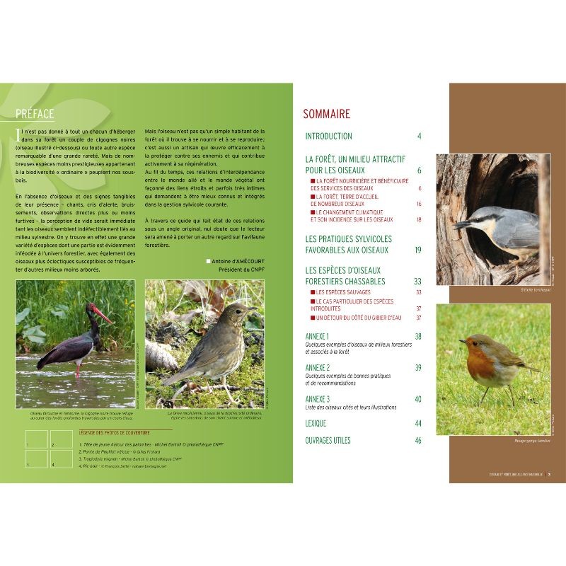 Oiseaux et forêt, une alliance naturelle