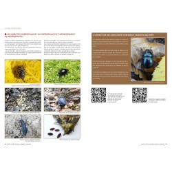 Insectes et forêt, des relations complexes et essentielles