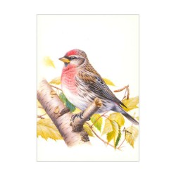 Sizerin flammé - Carte d'André Buzin