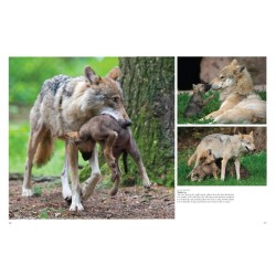 Les loups - Sauvages et fascinants Les loups - Sauvages et fascinants