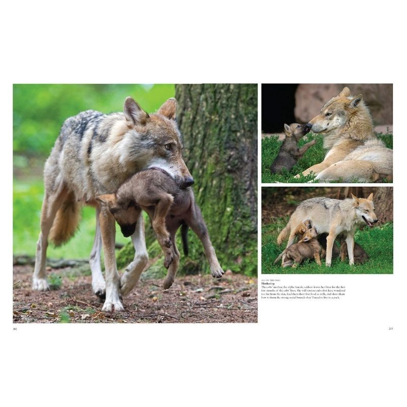 Les loups - Sauvages et fascinants