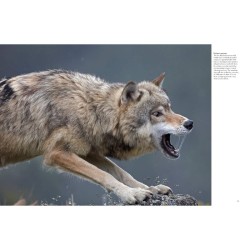 Les loups - Sauvages et fascinants Les loups - Sauvages et fascinants