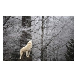 Les loups - Sauvages et fascinants Les loups - Sauvages et fascinants