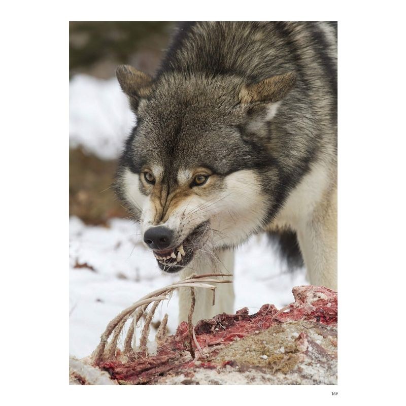 Les loups - Sauvages et fascinants