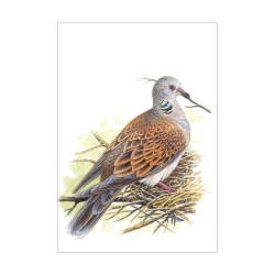 Tourterelle des bois - Carte d'André Buzin