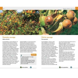 Plantes sauvages comestibles et toxiques - 170 baies, fruits et herbes sauvages Plantes sauvages comestibles et toxiques - 170 baies, fruits et herbes sauvages