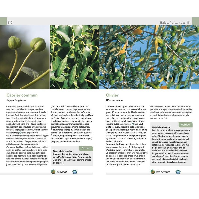 Plantes sauvages comestibles et toxiques - 170 baies, fruits et herbes sauvages Plantes sauvages comestibles et toxiques - 170 baies, fruits et herbes sauvages