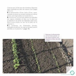 Faites tourner ! Les rotations dans mon potager Faites tourner ! Les rotations dans mon potager