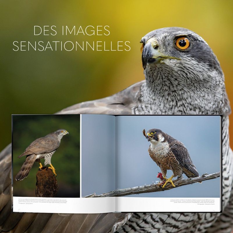 Extraordinaires oiseaux