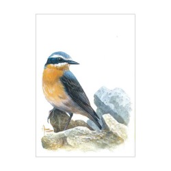 Traquet motteux - Carte d'André Buzin