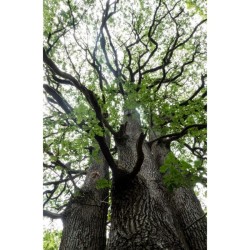 Randonnées en Boucle dans la province de Hainaut (RB Hainaut) Randonnées en Boucle dans la province de Hainaut (RB Hainaut)