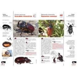 A la rencontre des Coléoptères A la rencontre des Coléoptères