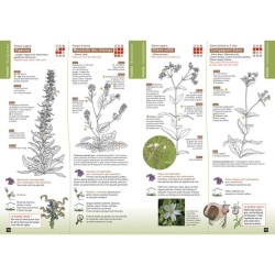 Sur le chemin des Plantes sauvages - Premiers pas vers la botanique amusante